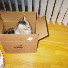 Max in a box