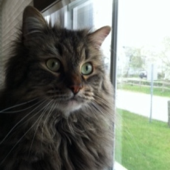 Max monitors our street, ready to alert us if any other cat enters the vicinity.